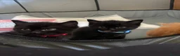 Mixed Breed cats for sale: Three beautiful funny kittens  in Ashford - Advert 1