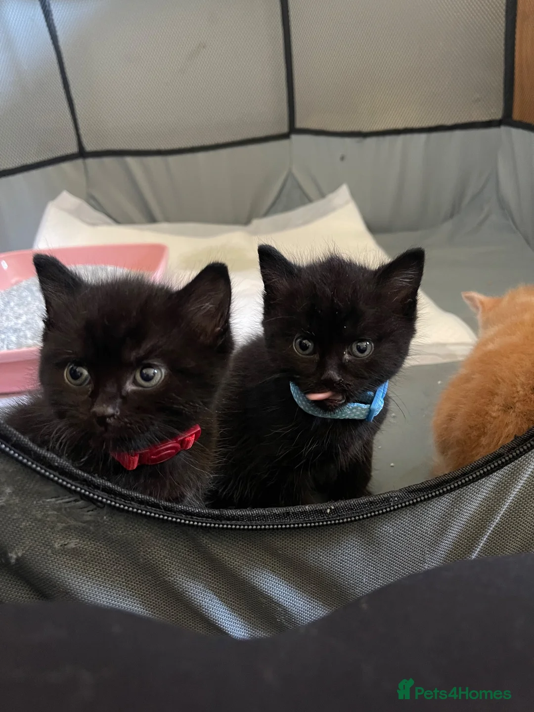 Mixed Breed cats for sale: Three beautiful funny kittens  in Ashford - Advert 1