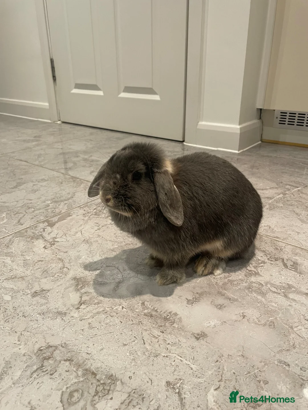 Mini Lop rabbits for sale: 2 Mini Lop Girls  in Swadlincote - Advert 7