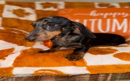Miniature Dachshund dogs for sale: 🩷🩷 Two Beautiful KC girls🩷🩷 - Image 10