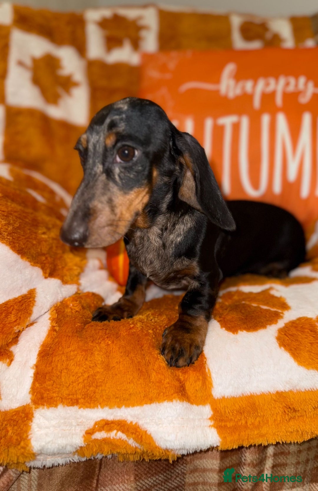 Miniature Dachshund dogs for sale: 🩷🩷 Two Beautiful KC girls🩷🩷 - Image 10