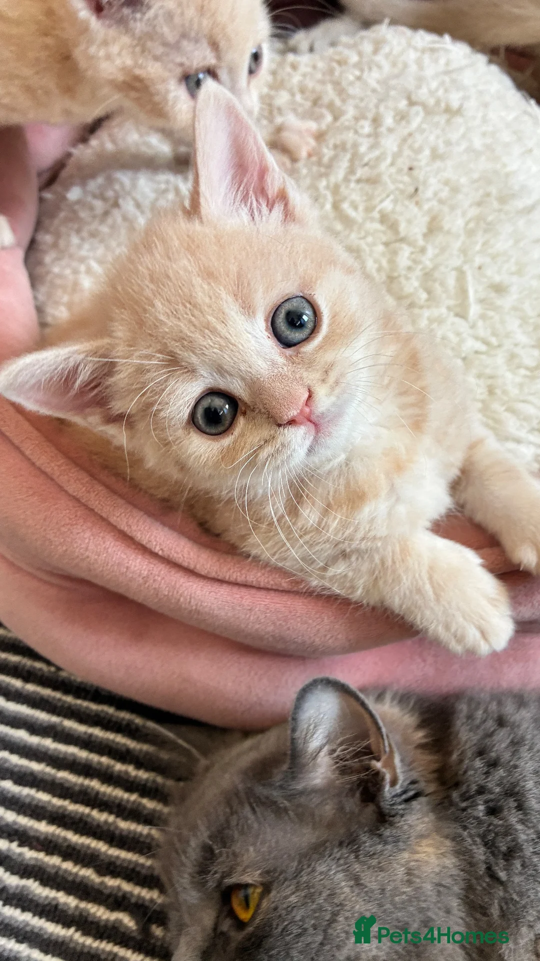 Scottish Fold cats for sale: Beautiful confident Scottish Fold/straight Kittens - Advert 2