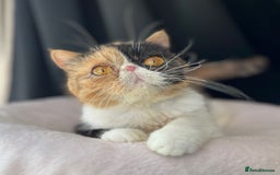 Exotic cats for sale: Two Stunning Neutered Exotic Adults - Retired - Image 1