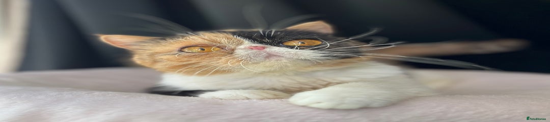 Nala