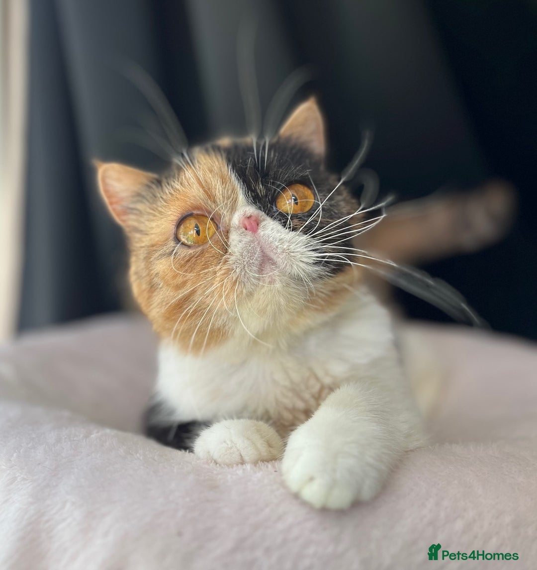 Exotic cats for sale: Two Stunning Neutered Exotic Adults - Retired - Image 1