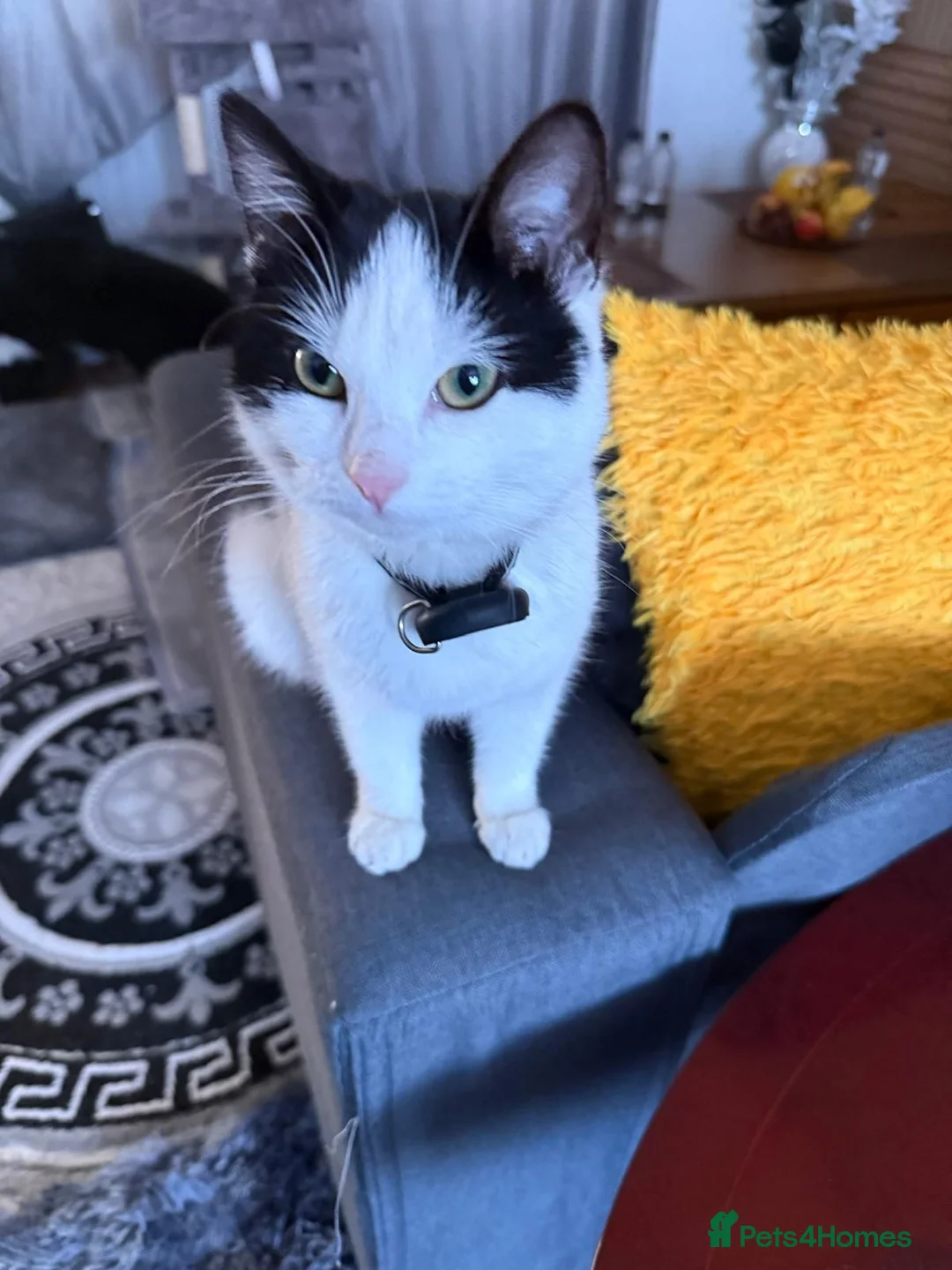 Mixed Breed cats for sale: Beautiful female calico kitten ready to leave now! - Advert 1