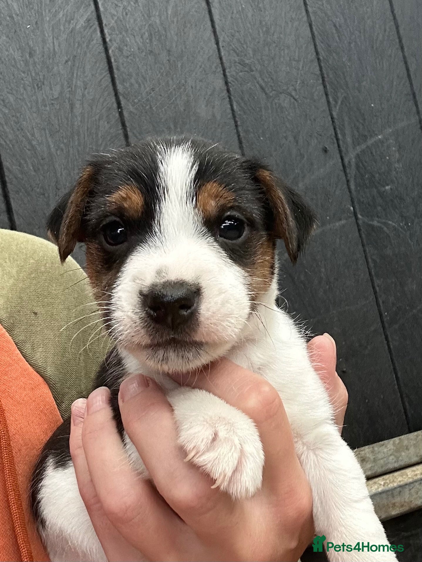 Jack Russell dogs Fantastic litter of Jack Russell  - Advert 1