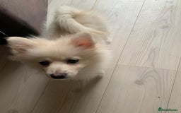 Pomeranian dogs for sale: Gorgeous boy pom - Image 6