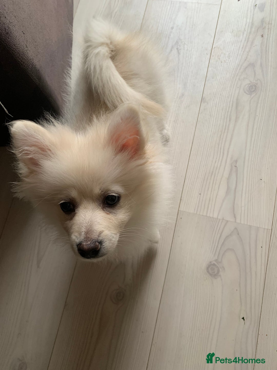 Pomeranian dogs for sale: Gorgeous boy pom - Image 6