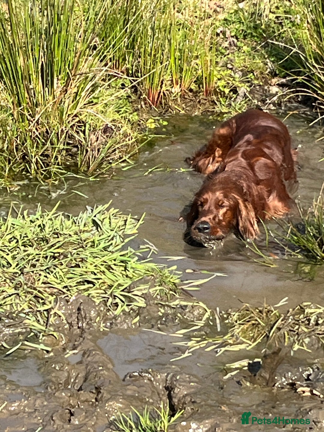 Irish Setter dogs for sale: Quality Irish setter puppies KC Registered - Advert 14