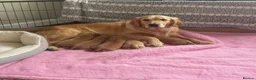 Golden Retriever dogs for sale: Health tested golden retrievers  - Advert 1