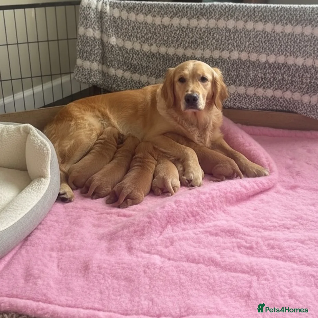 Golden Retriever dogs for sale: Health tested golden retrievers  - Advert 1