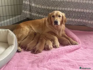 Golden Retriever dogs Health tested golden retrievers - Advert 6
