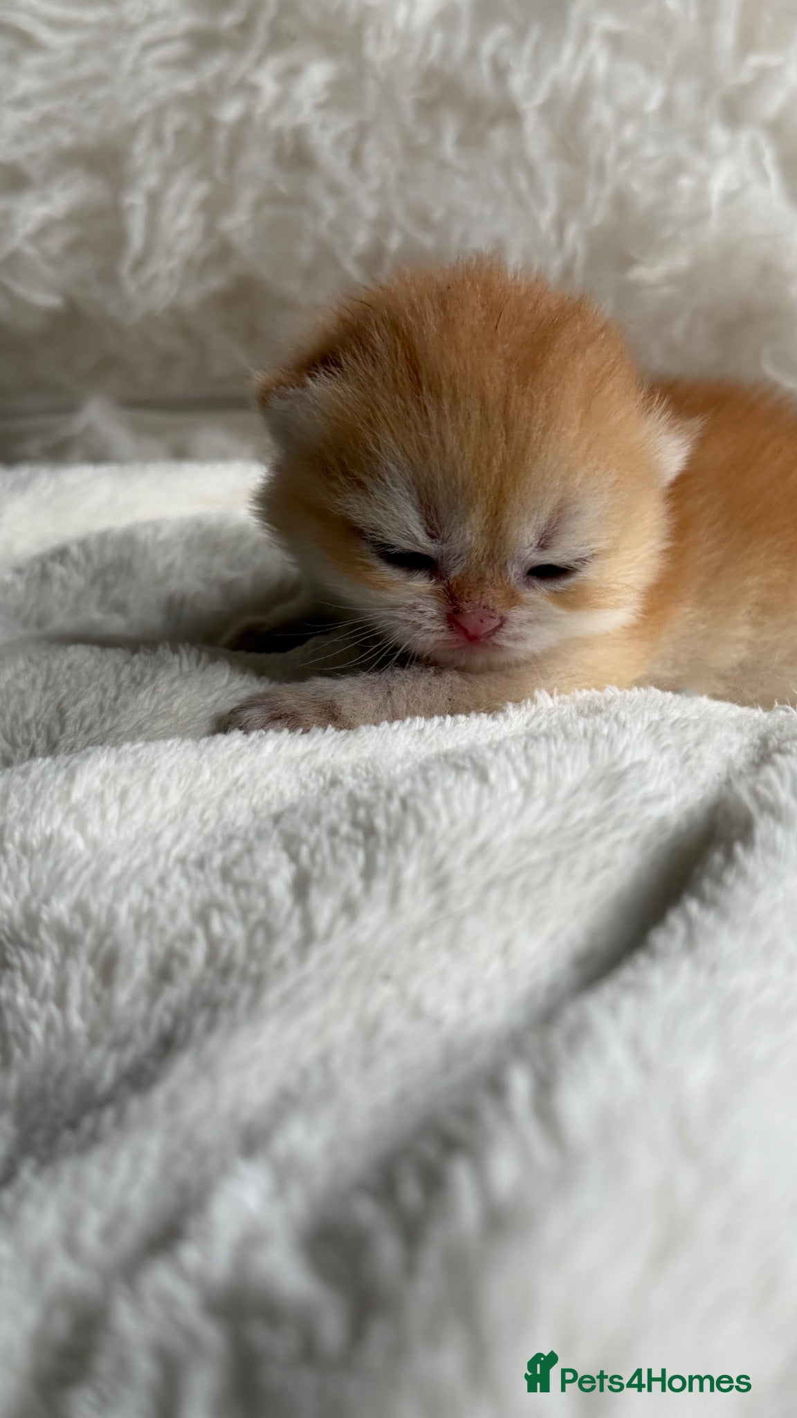 British Shorthair cats Show quality Golden BSH boys  - Advert 1