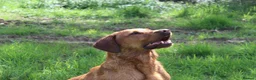Labrador Retriever dogs for sale: BEAUTIFUL KC TRUE FOX RED LABRADOR PUPS  - Advert 6
