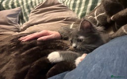 Maine Coon cats for sale: Mainecoon  - Advert 4