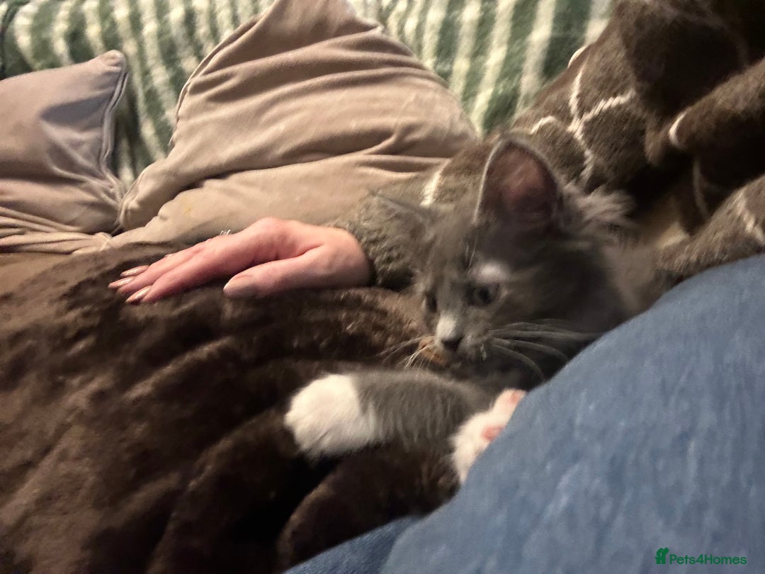 Maine Coon cats for sale: Mainecoon  - Advert 4