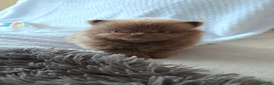 Pomeranian 1