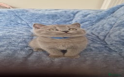 British Shorthair cats for sale: READY NOW, GCCF BLH & PET BSH PEDIGREE KITTENS - Image 10