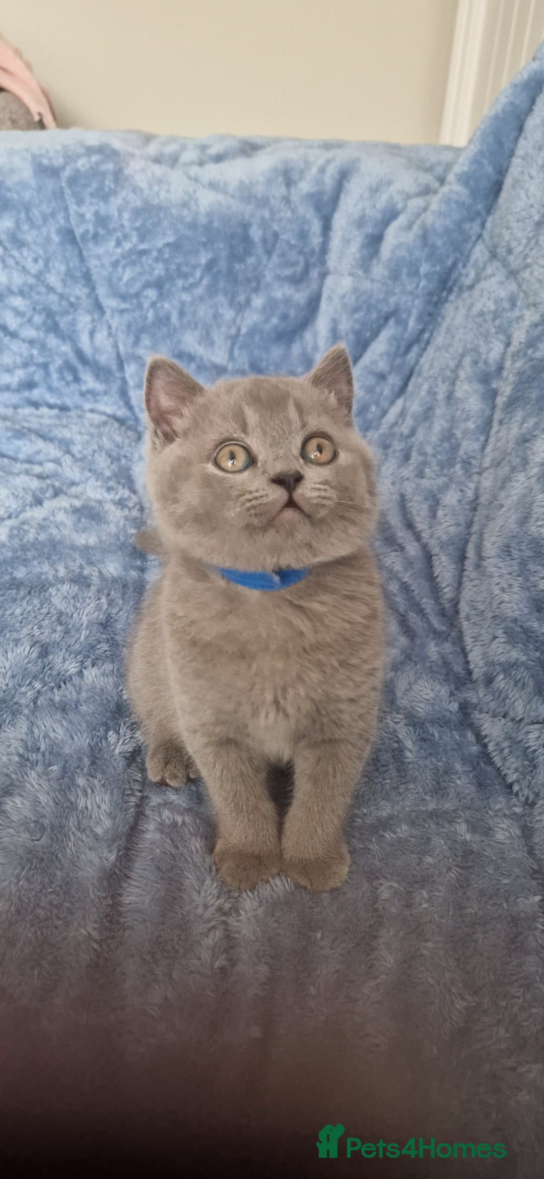 British Shorthair cats for sale: READY NOW, GCCF BLH & PET BSH PEDIGREE KITTENS - Image 10