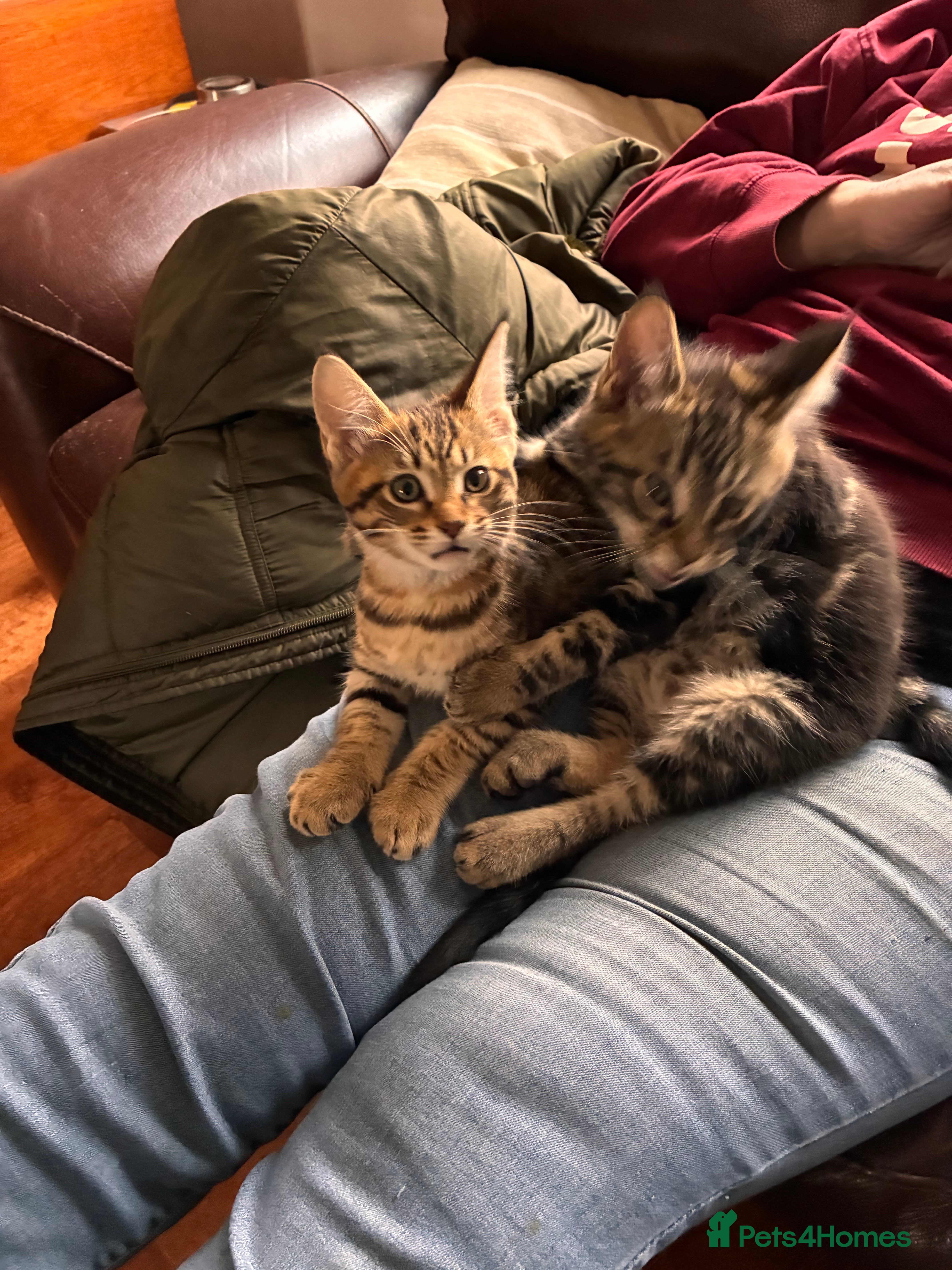 Mixed Breed cats Stunning 3/4 Mainecoon kittens - Advert 14