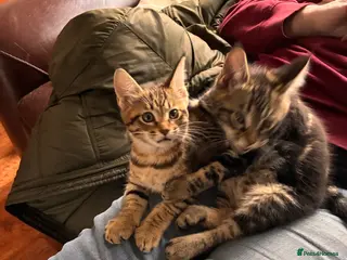 Mixed Breed cats Stunning 3/4 Mainecoon kittens - Advert 14