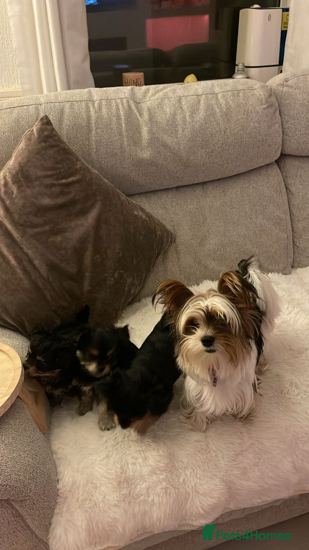 Mixed Breed dogs for sale: Yorkie chihuahua pups for sale  - Image 11
