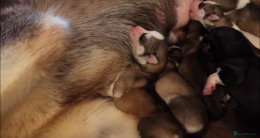 Siberian Husky dogs Siberian husky - Advert 11