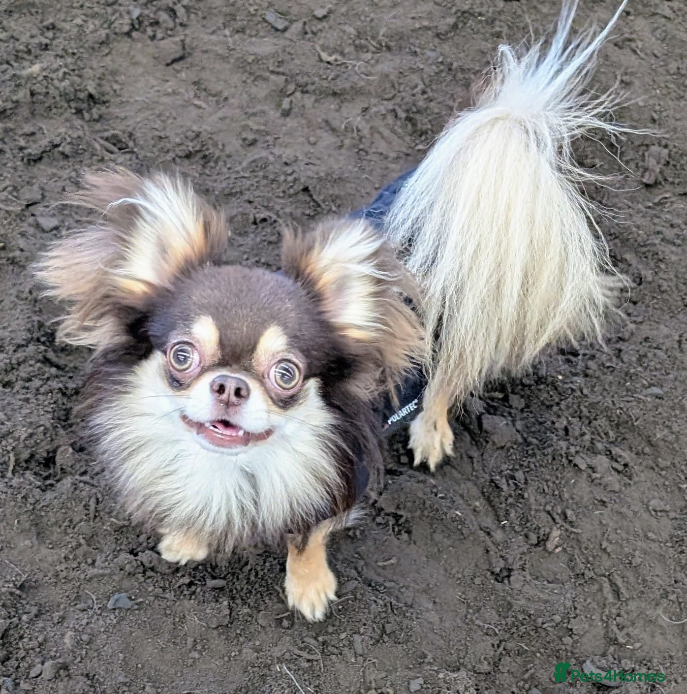 Chihuahua dogs 🌟 Meet Bobby – Long-Haired Chihuahua Stud 🌟 in Newcastle upon Tyne - Advert 12
