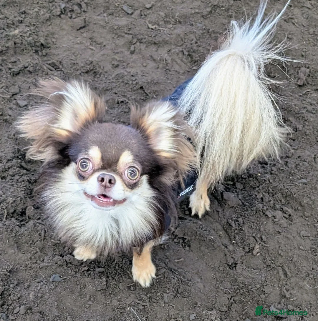 Chihuahua dogs for stud: 🌟 Meet Bobby – Long-Haired Chihuahua Stud 🌟 in Newcastle upon Tyne - Advert 1