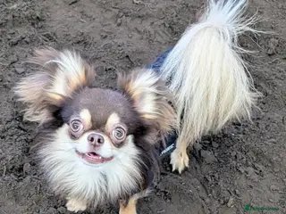 Chihuahua dogs 🌟 Meet Bobby – Long-Haired Chihuahua Stud 🌟 in Newcastle upon Tyne - Advert 14