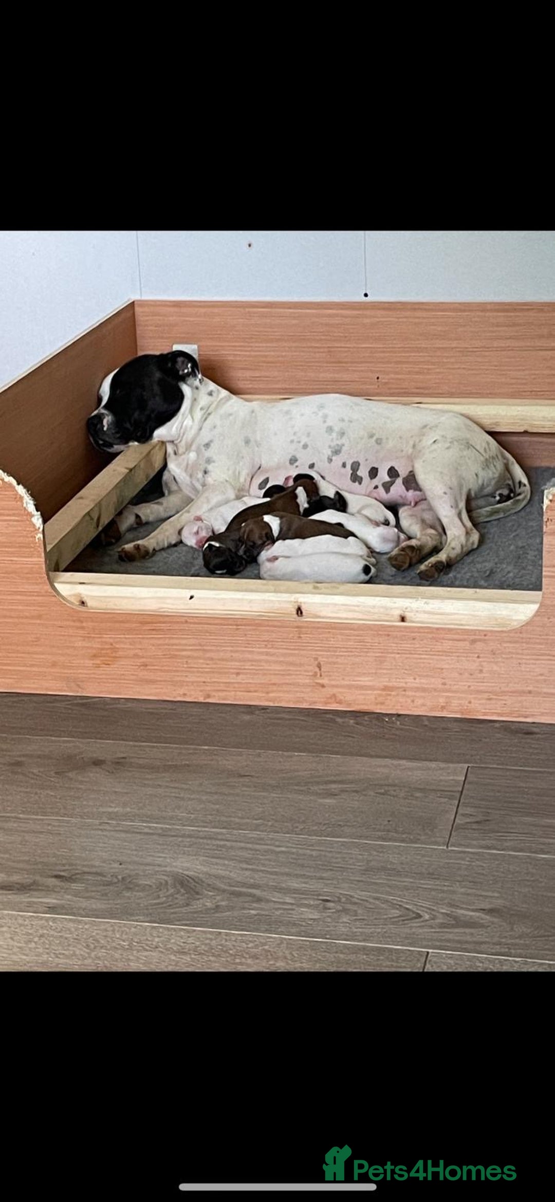 Staffordshire Bull Terrier dogs for sale: Beautiful staff pups for sale - Image 11