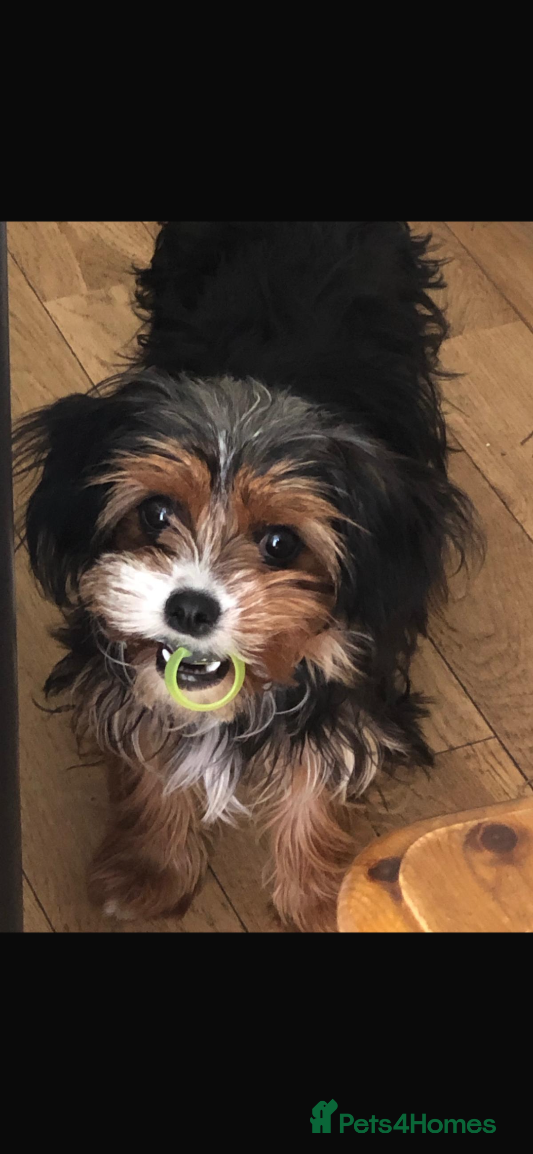 Cavapoo dogs for sale: Cavapoo - Advert 3