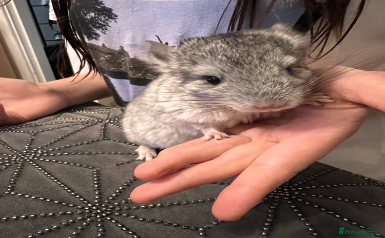 Chinchilla rodents - Advert 1