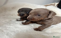 Miniature Dachshund dogs for sale: Miniature Dachshund Puppies  - Image 13