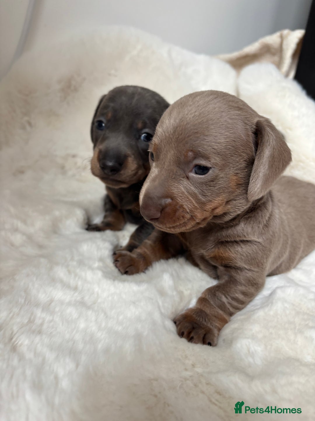Miniature Dachshund dogs for sale: Miniature Dachshund Puppies  - Image 13