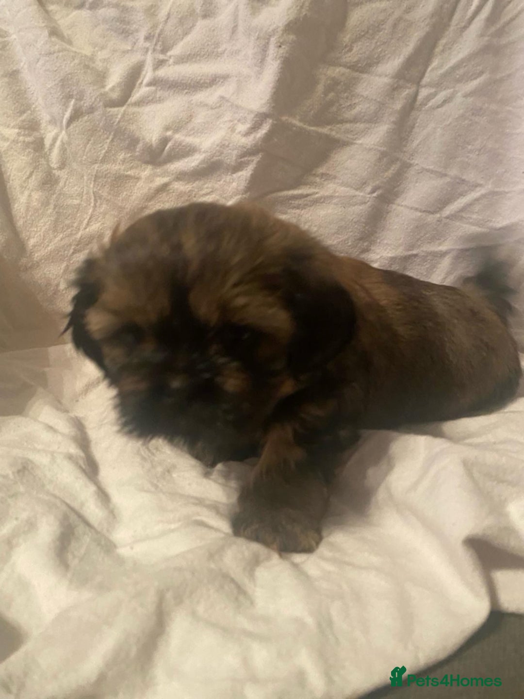 Shih Tzu dogs for sale: Stunning shih tzu puppies - Image 7