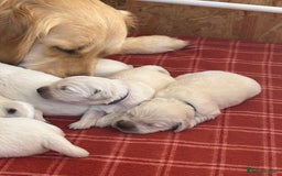 Golden Retriever dogs for sale: Pedigree kc registered beautiful golden retrievers - Image 3