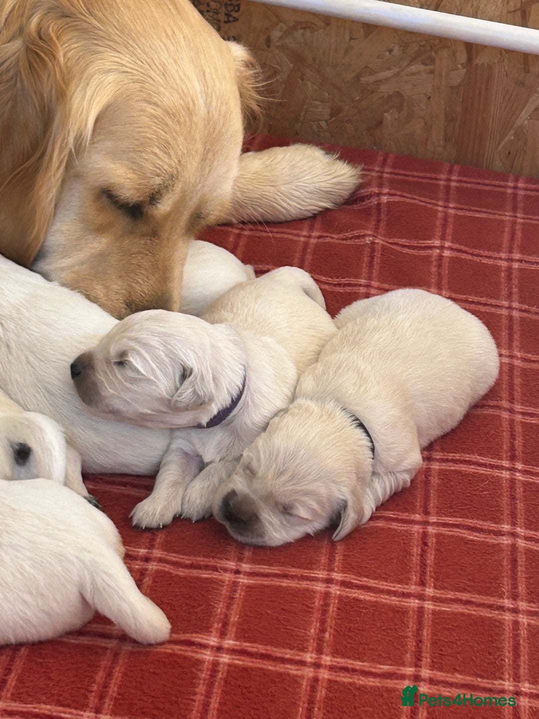 Golden Retriever dogs for sale: Pedigree kc registered beautiful golden retrievers - Image 3