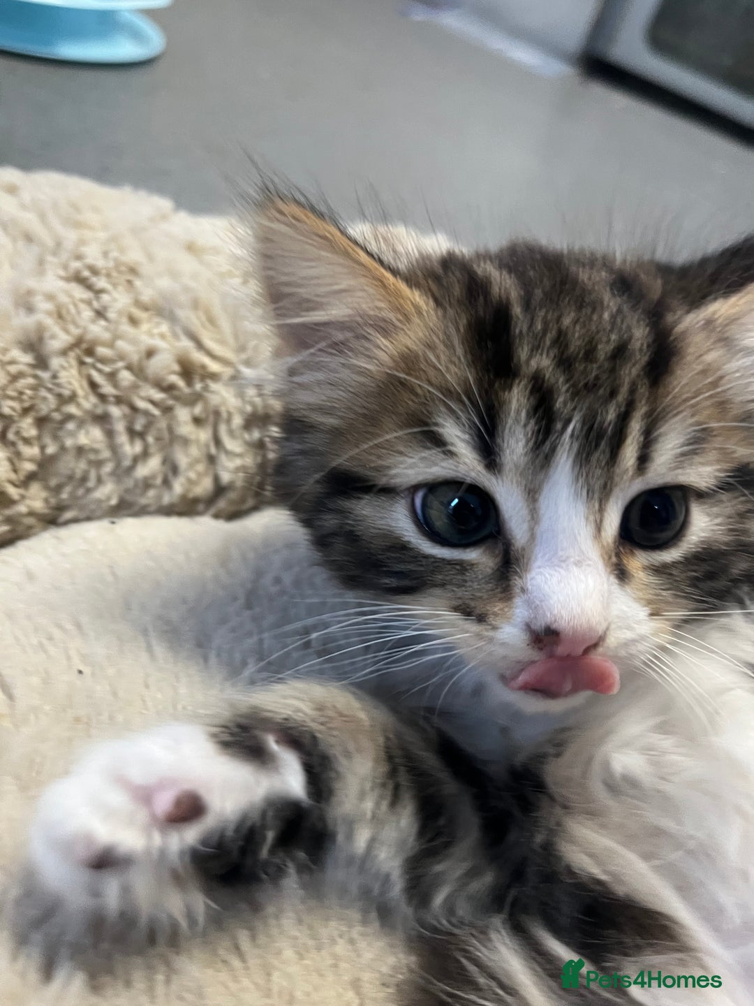 Mixed Breed cats for sale: 🐾 5 Stunning Boy & Girl Kittens  - Advert 21