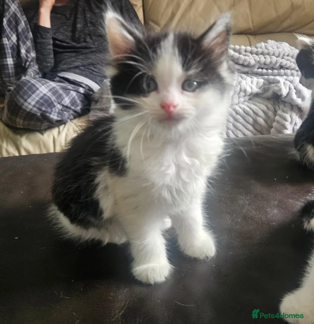 Mixed Breed cats for sale: 3 playing fluffy kittens - Advert 13