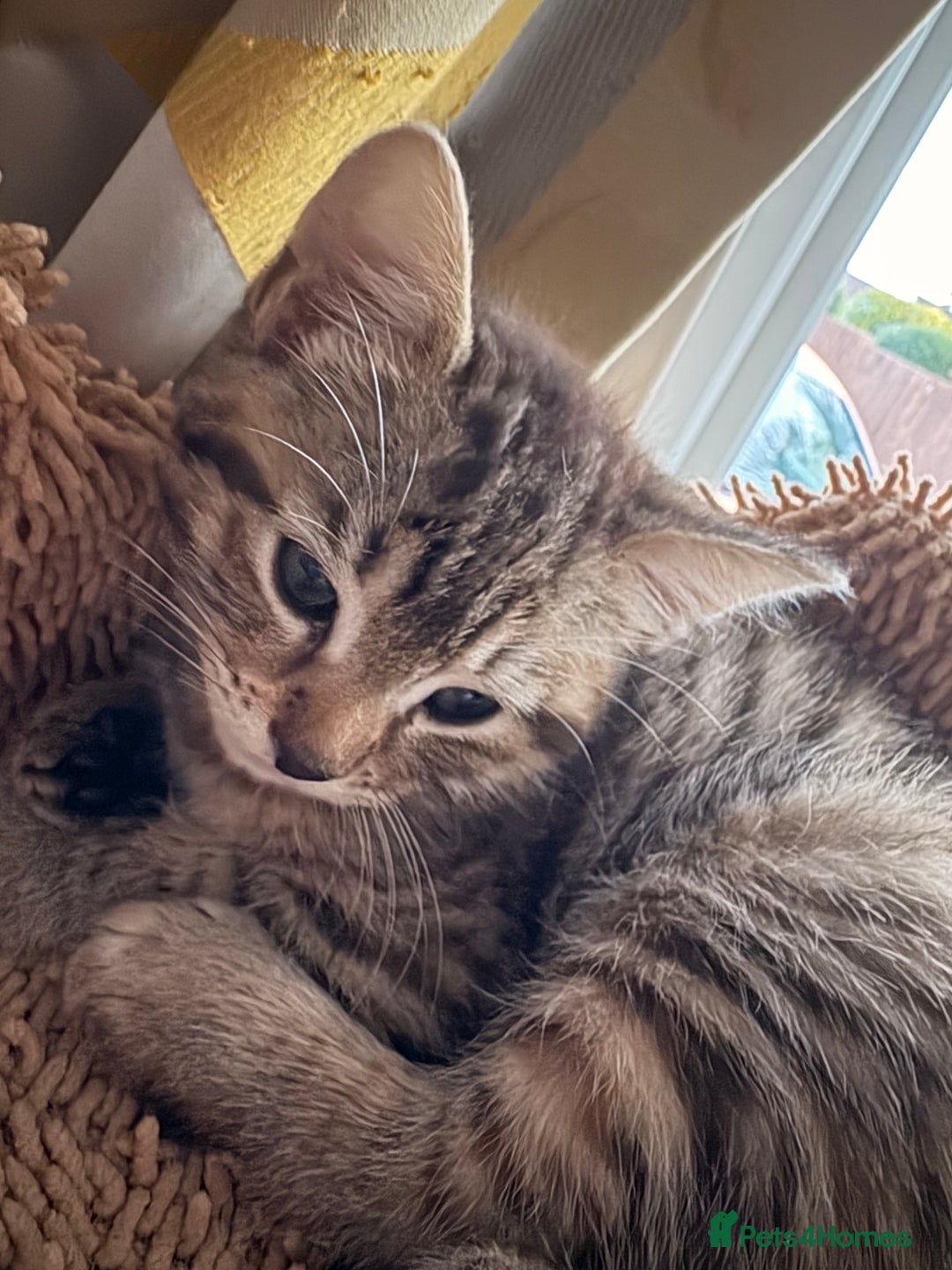 Mixed Breed cats for sale: Looking for a forever home  - Advert 4