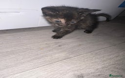 Mixed Breed cats for sale: 5 kittens for sale - Image 3