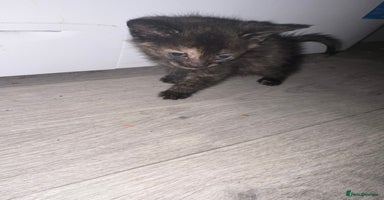 Mixed Breed cats - Advert 16