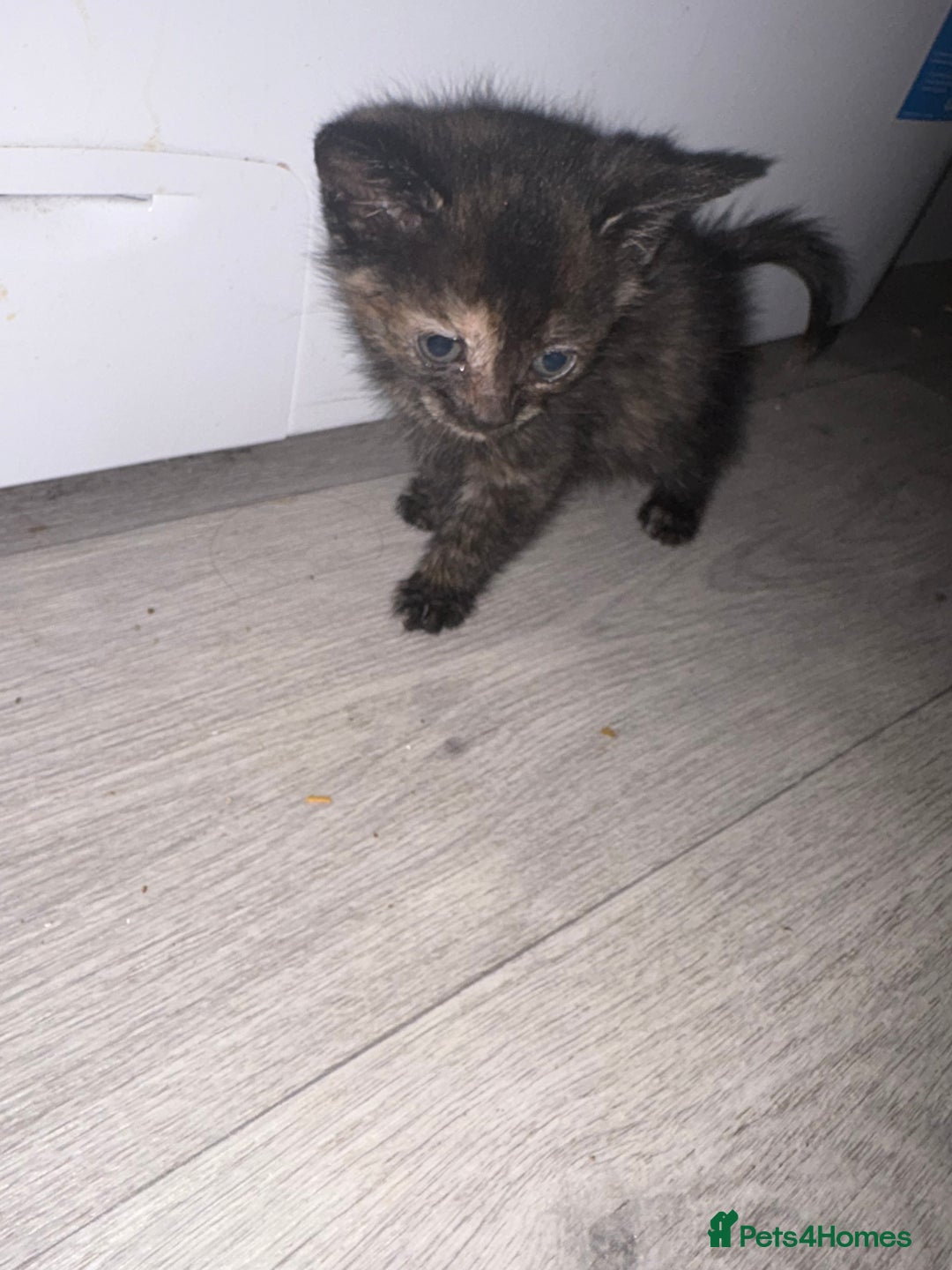 Mixed Breed cats for sale: 5 kittens for sale - Image 3
