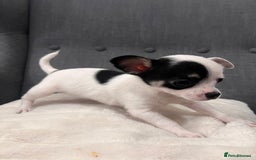 Chihuahua dogs for sale: 5Stunning tiny Smooth coat 🍏head chihuahua puppys - Image 5