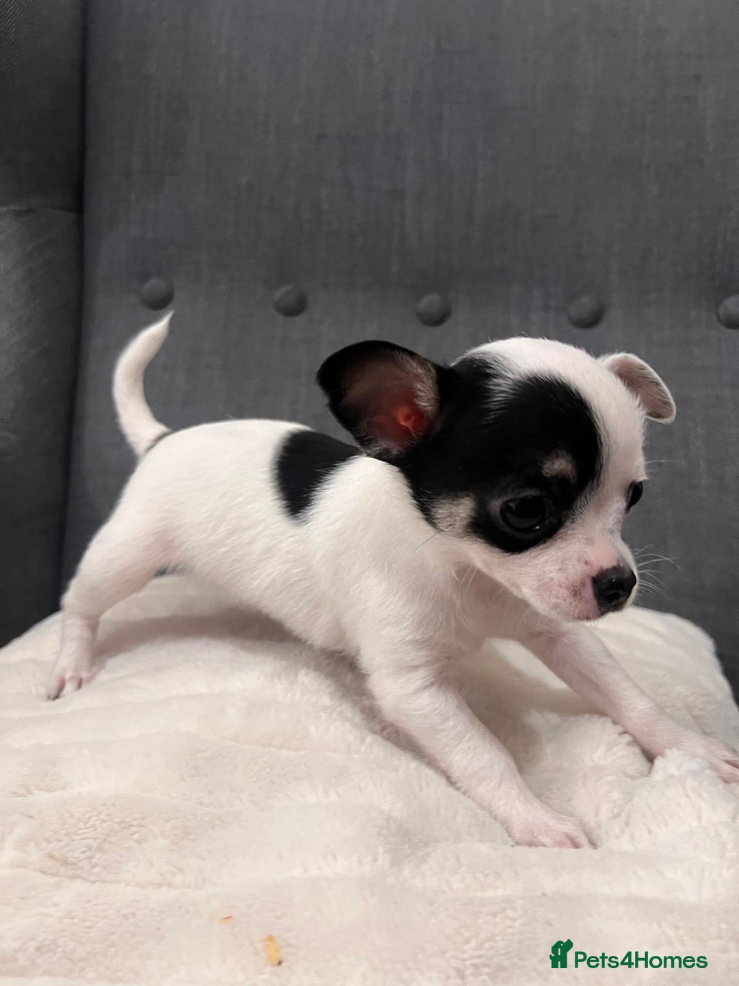 Chihuahua dogs for sale: 5Stunning tiny Smooth coat 🍏head chihuahua puppys - Image 5