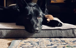 German Shepherd dogs for stud: Beautiful Black German Shepherd  in Sutton Coldfield - Image 1