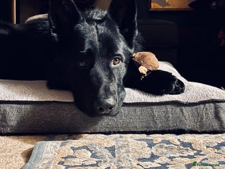 German Shepherd dogs in Sutton Coldfield - Advert 25