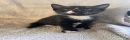 Mixed Breed cats for sale: 9 Adorable Kittens Ready to leave for loving home - Advert 4